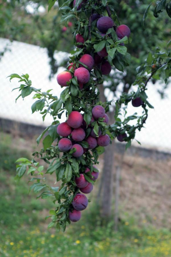 Quinta Ameixas - Country & Nature * Arouca
